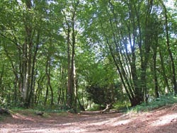 Le bois du Nevet