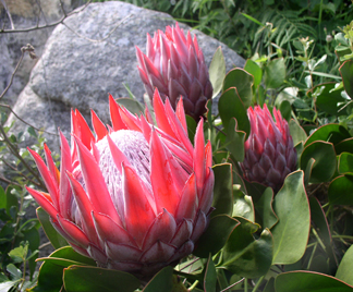 Jardin exotique et botanique de Roscoff