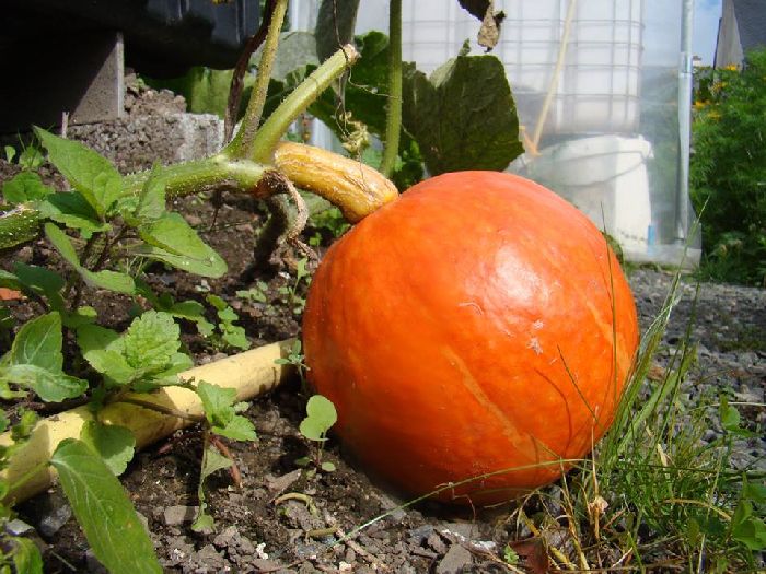 Charlotte Ô Crêpes