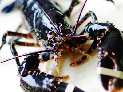 Le Moulin de Rosmadec