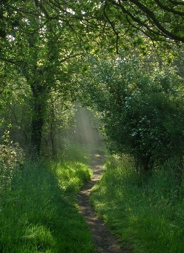 Bois de Lann-ar-Waremm
