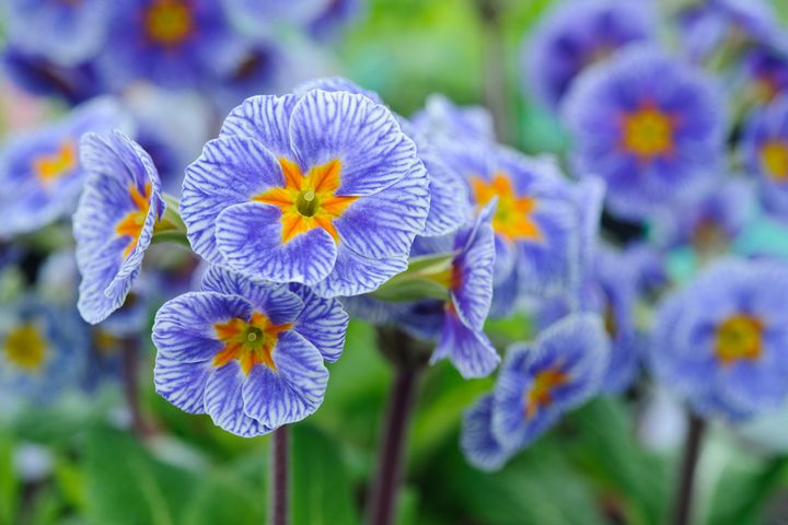 Barnhaven Primroses