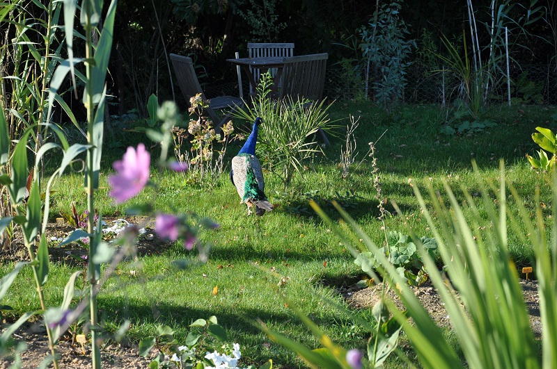 Jardin Exotique de Cosy Home