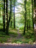 Forêt domaniale de Carnoët