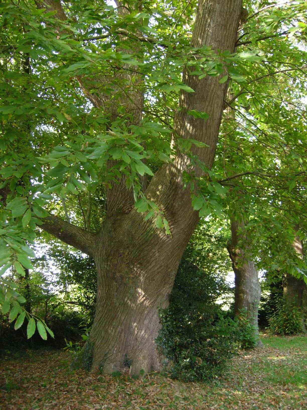 Visitez Arbre remarquable, châtaigner Plougonver Côtes d'armor (22 ...