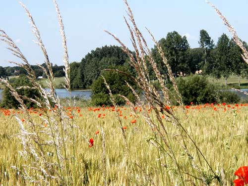 Etang de Marcillé-Robert